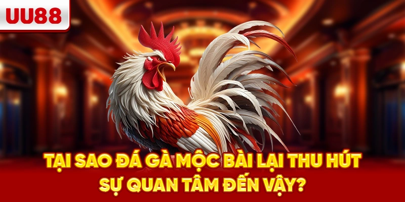 Tại sao Đá gà Mộc Bài lại thu hút sự quan tâm đến vậy?